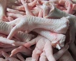 Chicken Photo 2
